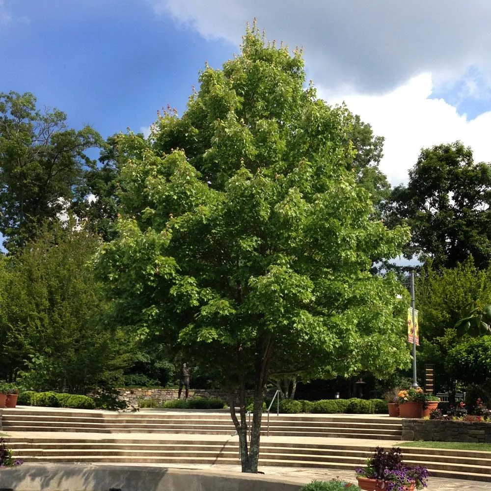 Local yard maintenance experts serving Franklin Square, NY - Charles Landscaping