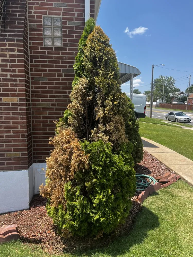 Local lawn mowing service experts serving Saint Louis, MO - Charles Lawn Care