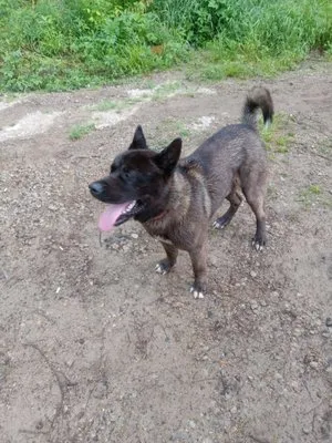 Charles Lawncare Logo