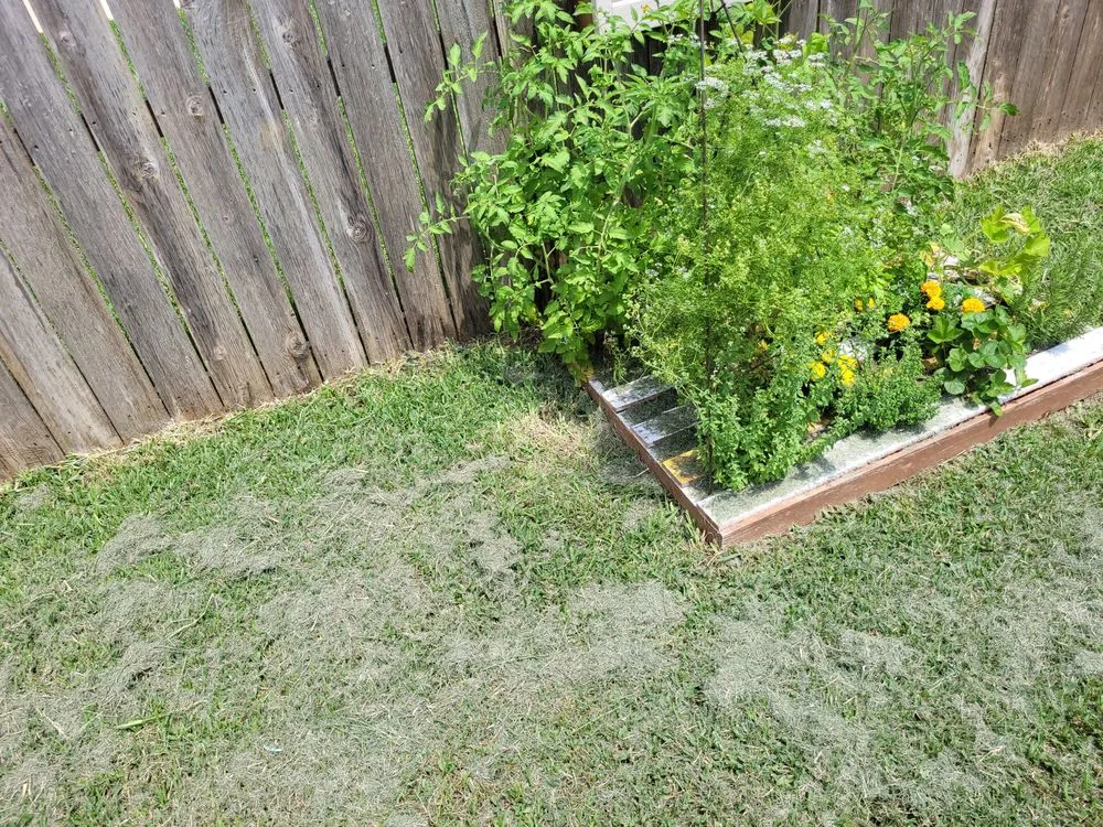 Expert yard maintenance for beautiful yards in Bryan, TX by Charles Oldham Jr. Lawn Mowing Service