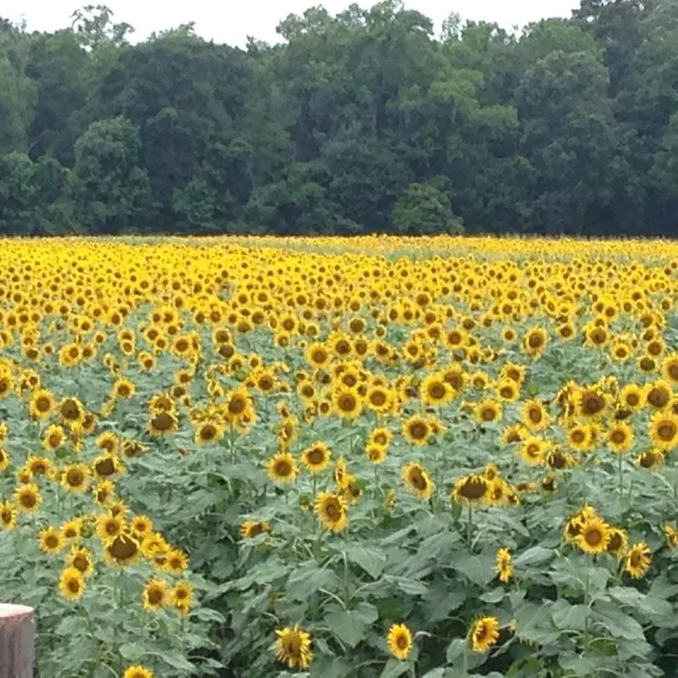 Local garden landscaping in Johns Island, SC by Charleston Green
