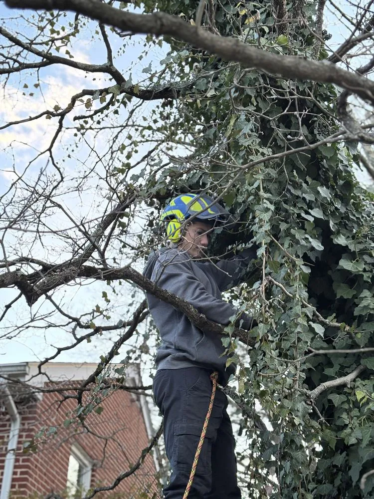 Top-rated landscape design in Dover, PA - Charleston Landscape Service