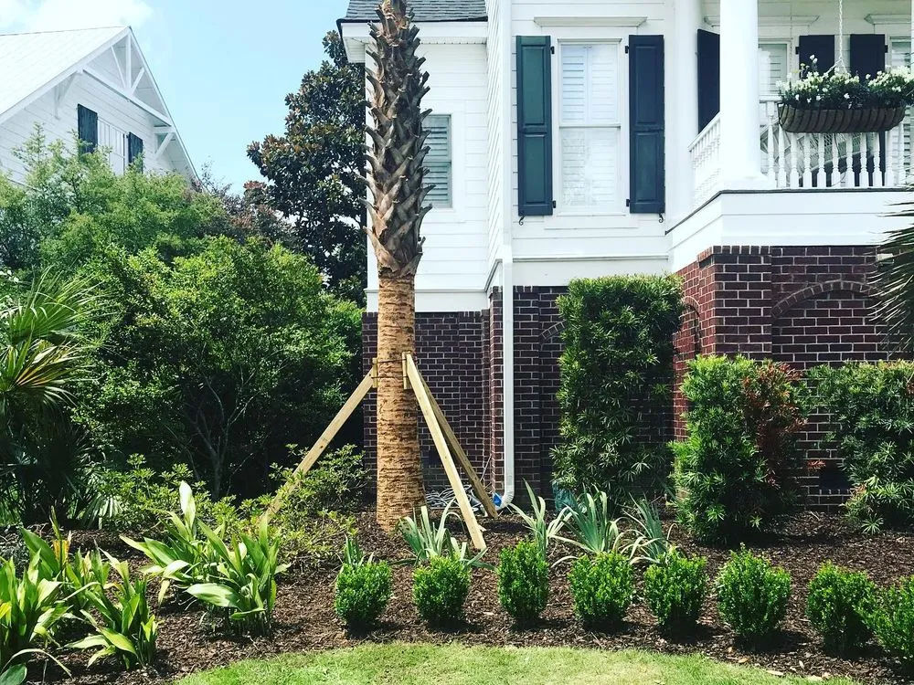 Top-rated yard cleanup service experts serving North Charleston, SC - Charleston Tree Installers