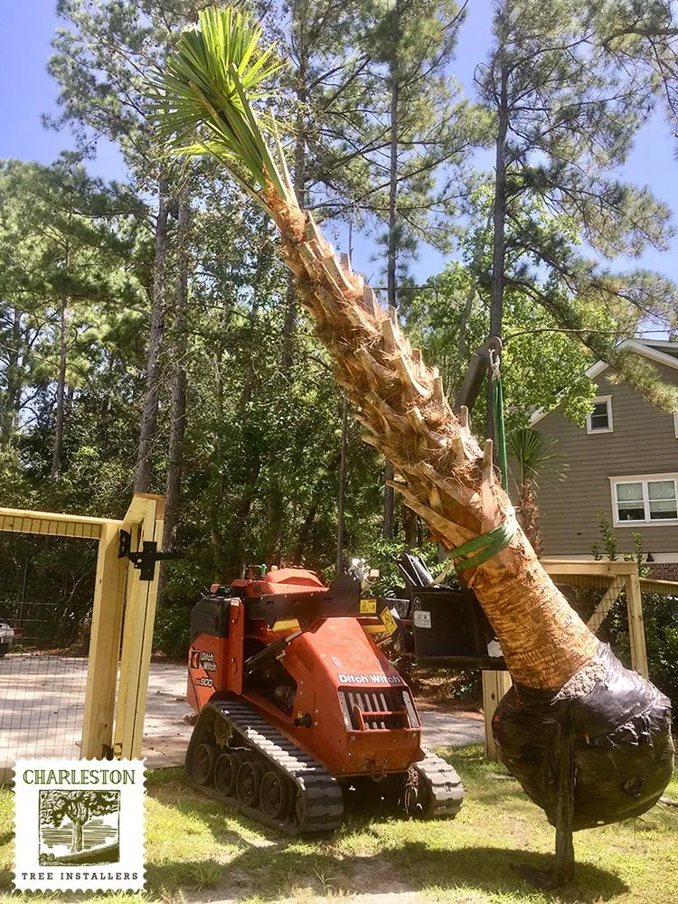 Affordable landscape design for residential properties in North Charleston, SC by Charleston Tree Installers