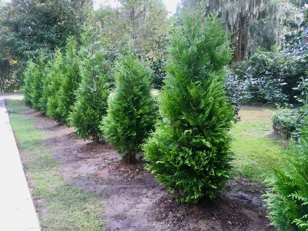 Reliable lawn care service near you across North Charleston, SC - Charleston Tree Installers