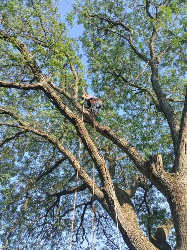 Local garden landscaping with custom design in West Chicago, IL by Charlie & FM