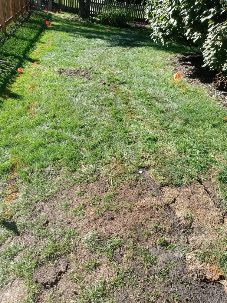 Top-rated yard cleanup service for year-round maintenance across West Chicago, IL - Charlie & FM