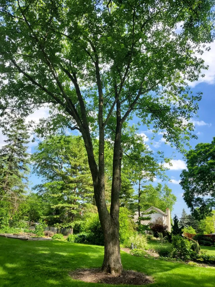 Trusted yard cleanup service in West Chicago, IL by Charlie & FM