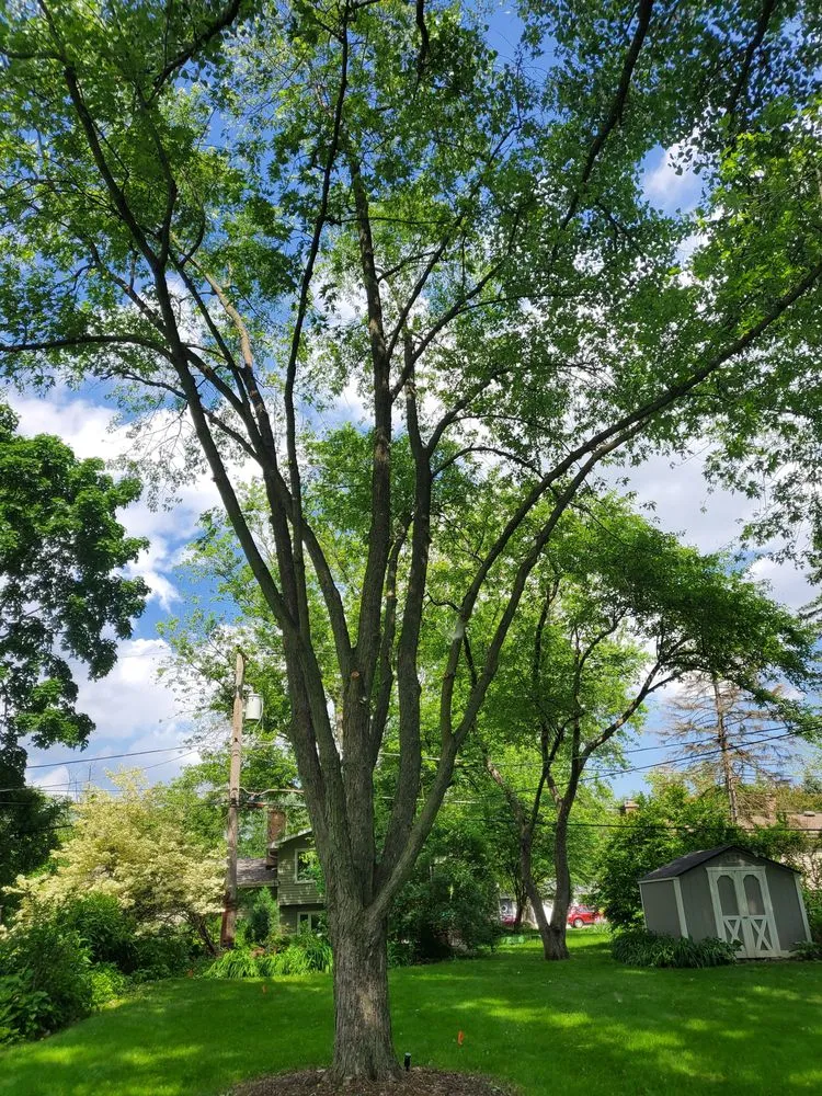 Reliable lawn care service for year-round maintenance across West Chicago, IL - Charlie & FM