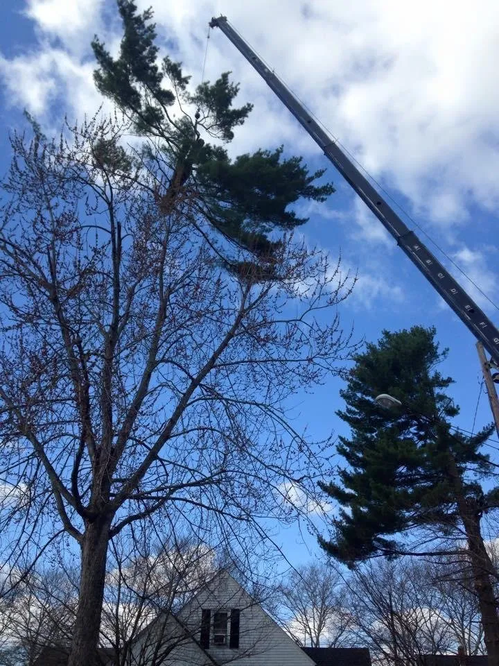 Expert garden landscaping for year-round maintenance in Bangor, PA by Charlie Nansteel Tree & Excavation