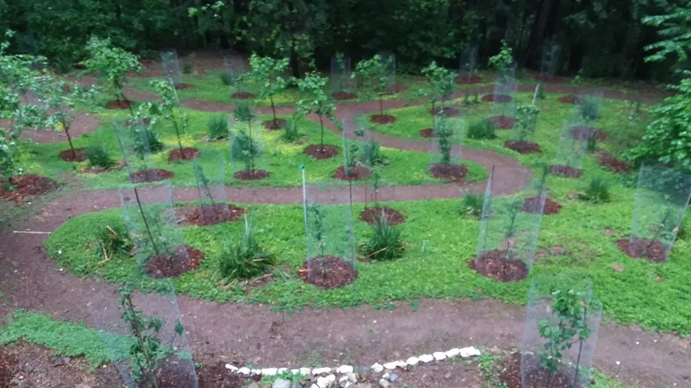 Custom landscape installation in Cedar Ridge, CA - Charlie The Trencher