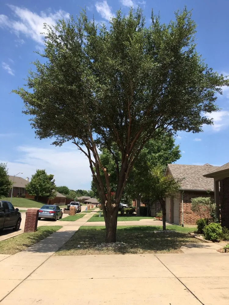 Reliable residential landscaping in Princeton, TX by Charlies Landscaping