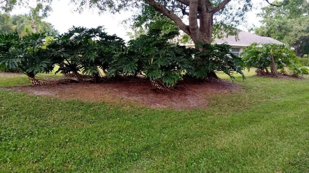 Affordable yard maintenance in Sebastian, FL - Charlie's Landscaping