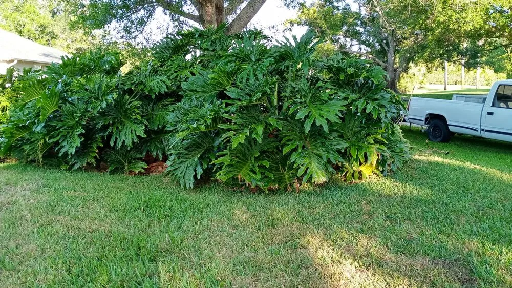 Reliable landscaping services experts serving Sebastian, FL - Charlie's Landscaping