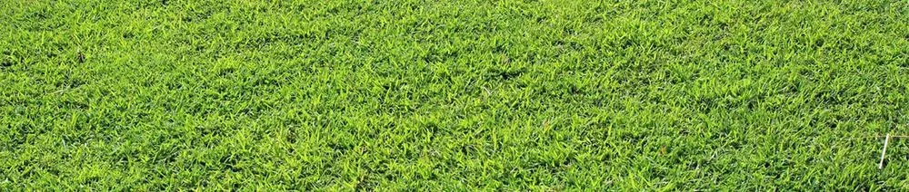 Custom lawn care service experts serving Poplar Bluff, MO - Charlie's Lawn Care