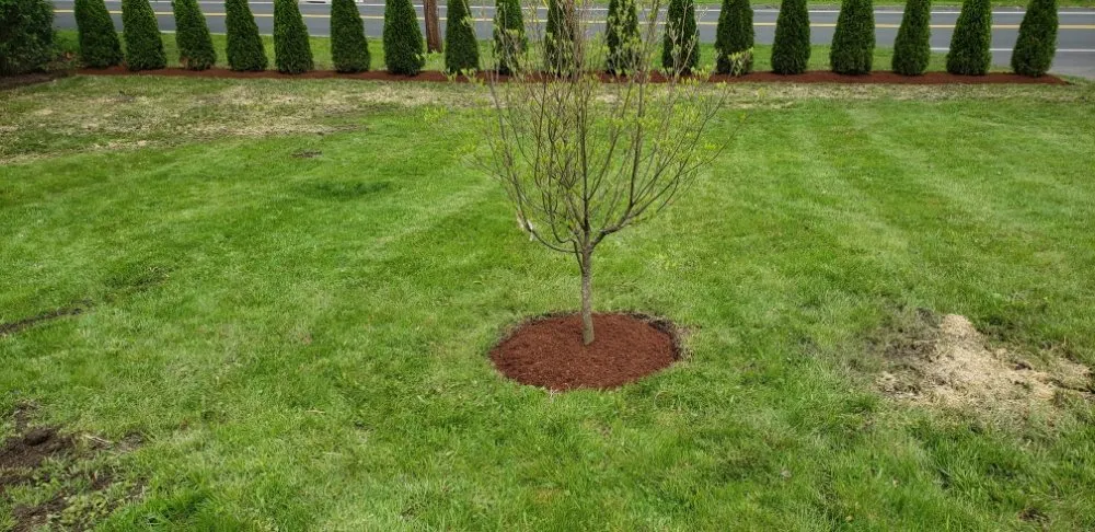 Local yard maintenance in Waterbury, CT - Charlie's Lawncare