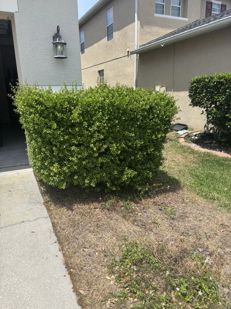 Trusted garden landscaping for outdoor upgrades across Tampa, FL - Charlie's Re-Sod