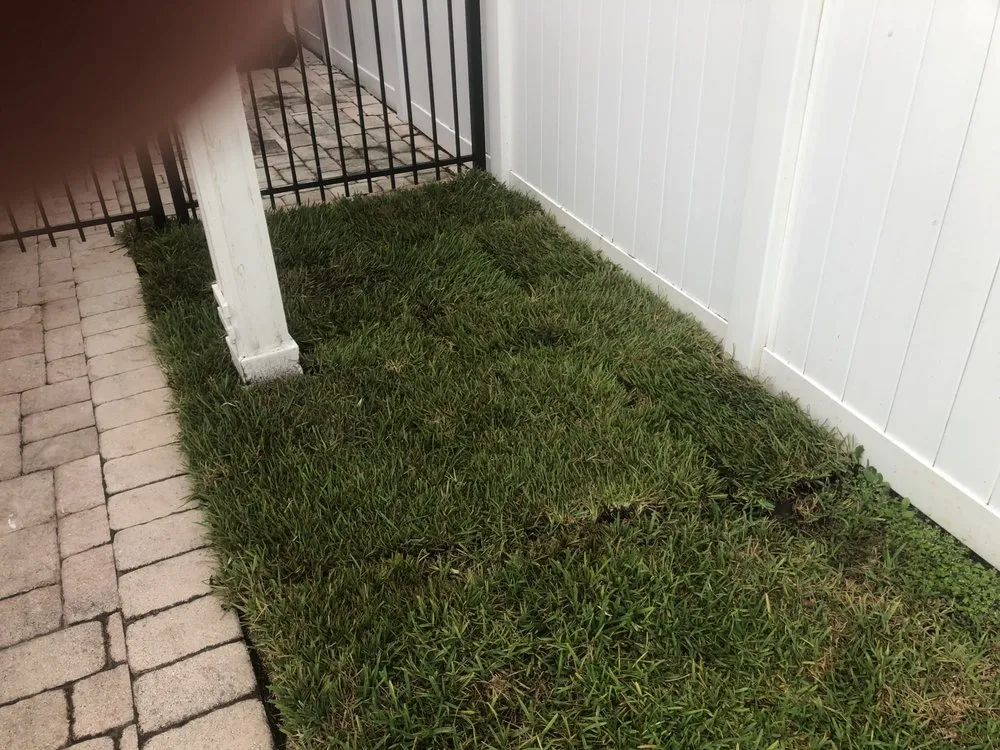 Local landscaping services in Tampa, FL by Charlie's Re-Sod
