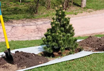 Affordable yard cleanup service for beautiful yards in Okeechobee, FL by Charlie's Tree & Lawn