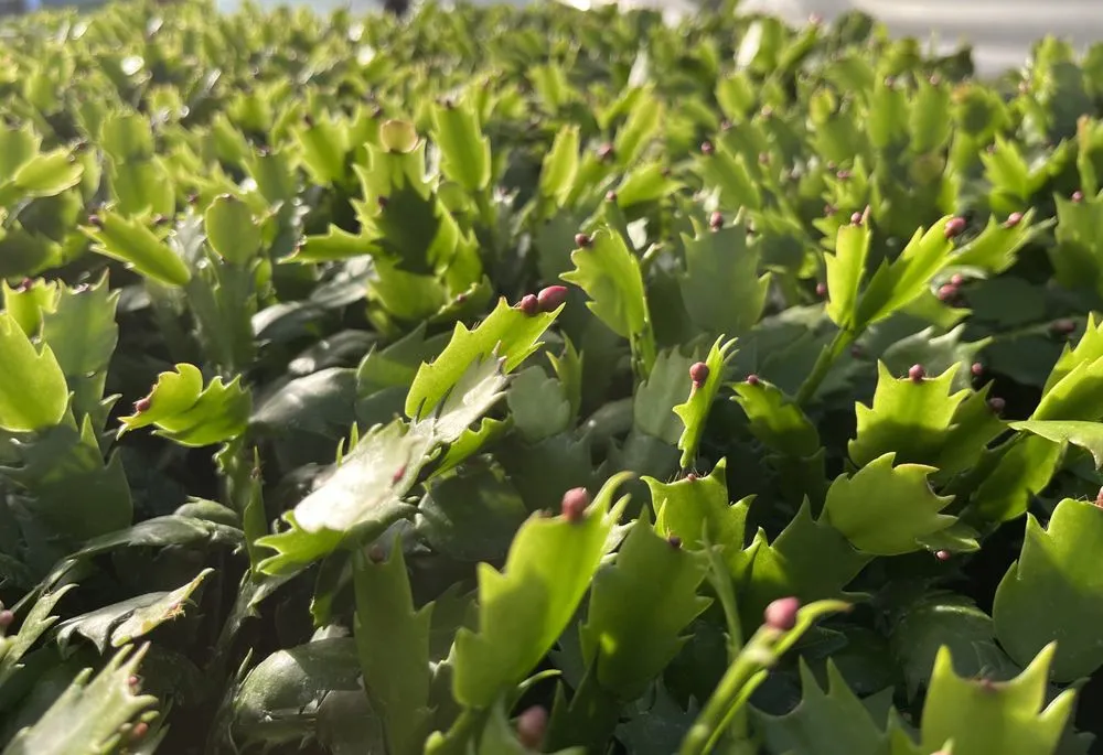 Custom landscape design with custom design in Temperance, MI by Charlton Greenhouses