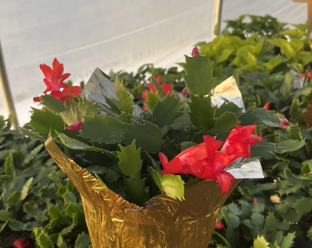 Custom residential landscaping in Temperance, MI by Charlton Greenhouses