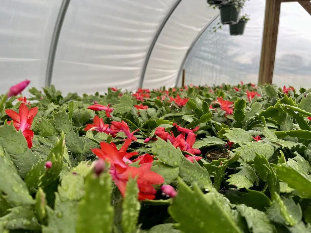 Affordable residential landscaping in Temperance, MI - Charlton Greenhouses