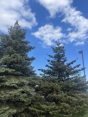 Charlton Landscaping Services Logo