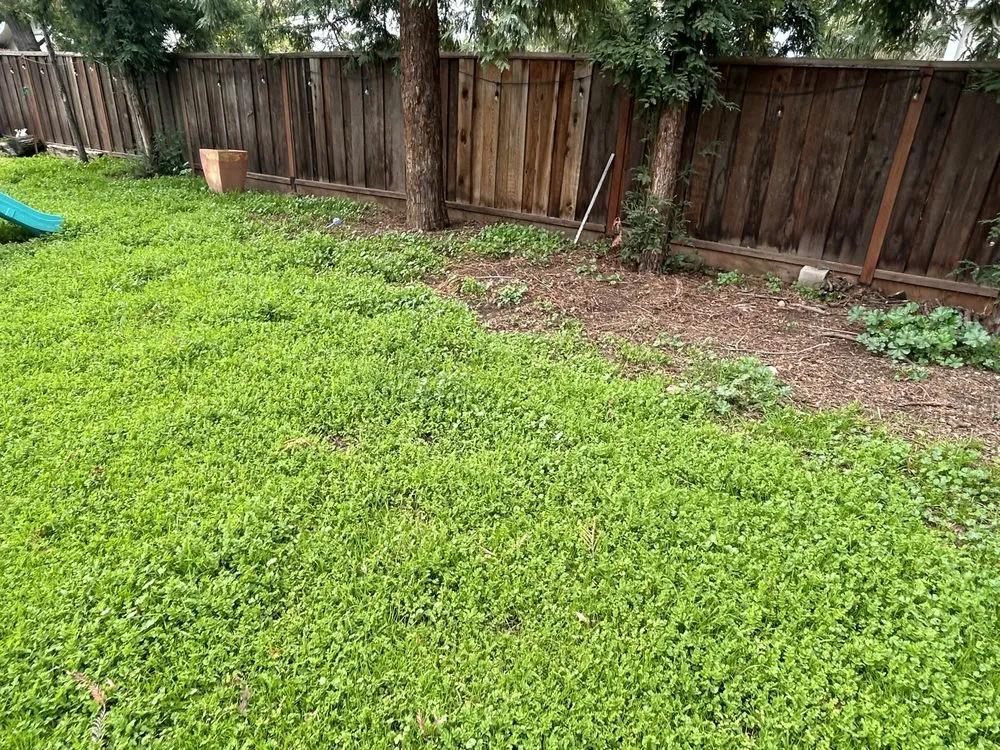 Top-rated landscaping services with custom design across San Jose, CA - Charly Junk Removal and Landscaping