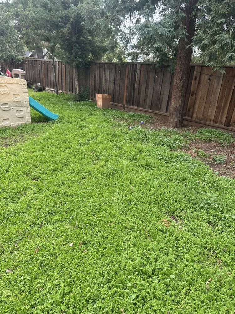 Reliable landscape installation in San Jose, CA by Charly Junk Removal and Landscaping