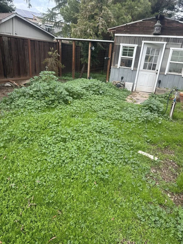 Affordable yard cleanup service in San Jose, CA by Charly Junk Removal and Landscaping