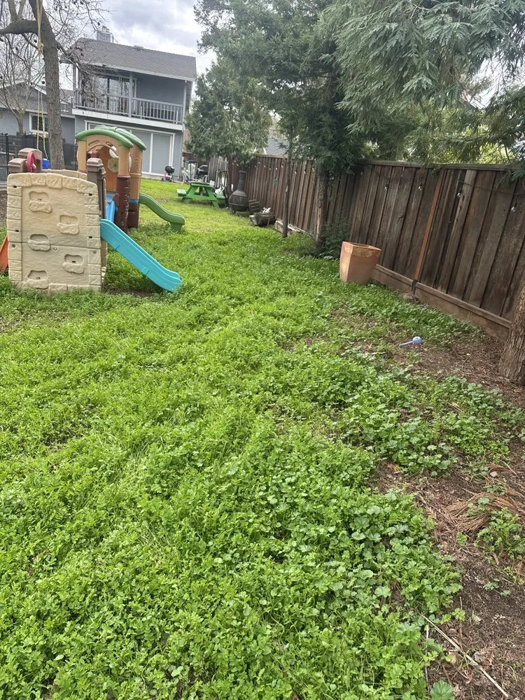 Professional lawn mowing service in San Jose, CA - Charly Junk Removal and Landscaping