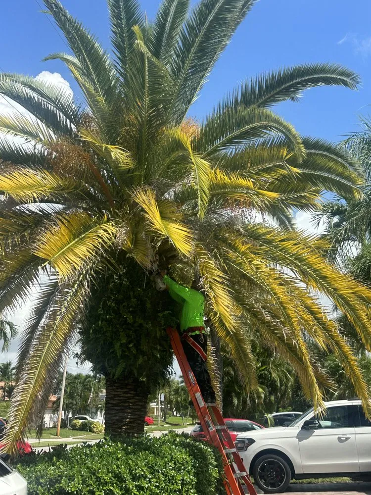 Trusted yard cleanup service in Pompano Beach, FL by Charly Tree Landscaping
