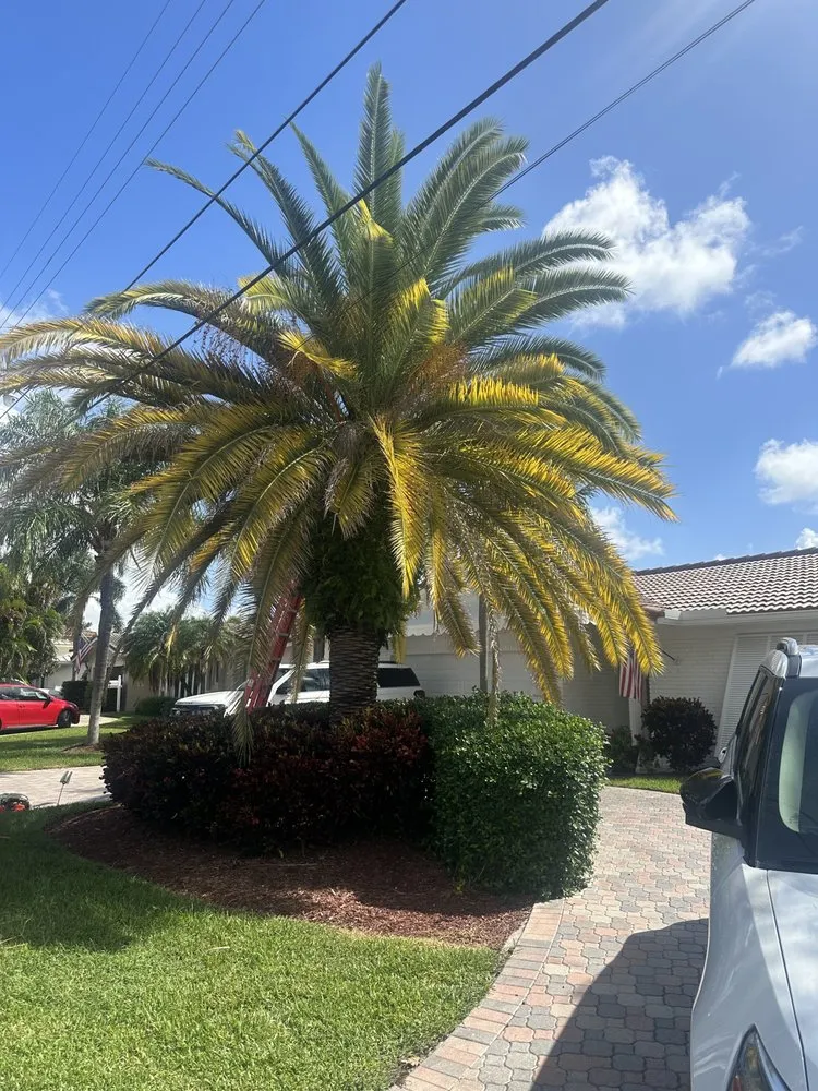 Professional landscape installation in Pompano Beach, FL by Charly Tree Landscaping