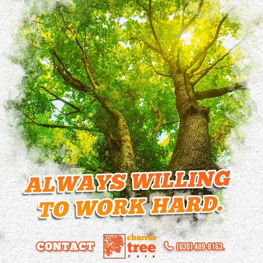 Top-rated landscaping services with custom design across Lombard, IL - Charros Tree Service