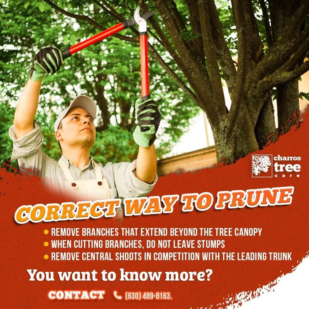 Custom landscape design for outdoor upgrades across Lombard, IL - Charros Tree Service