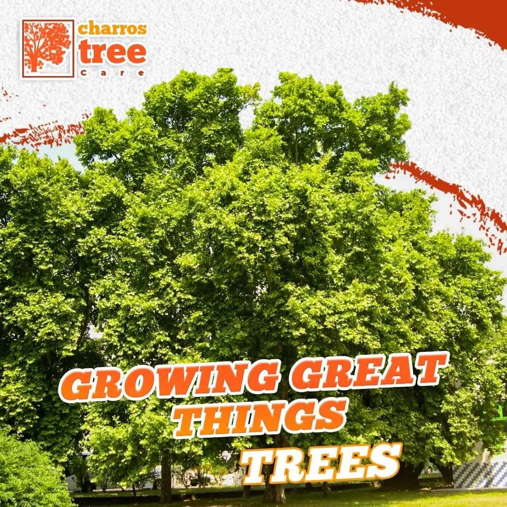Local yard cleanup service for outdoor upgrades across Lombard, IL - Charros Tree Service