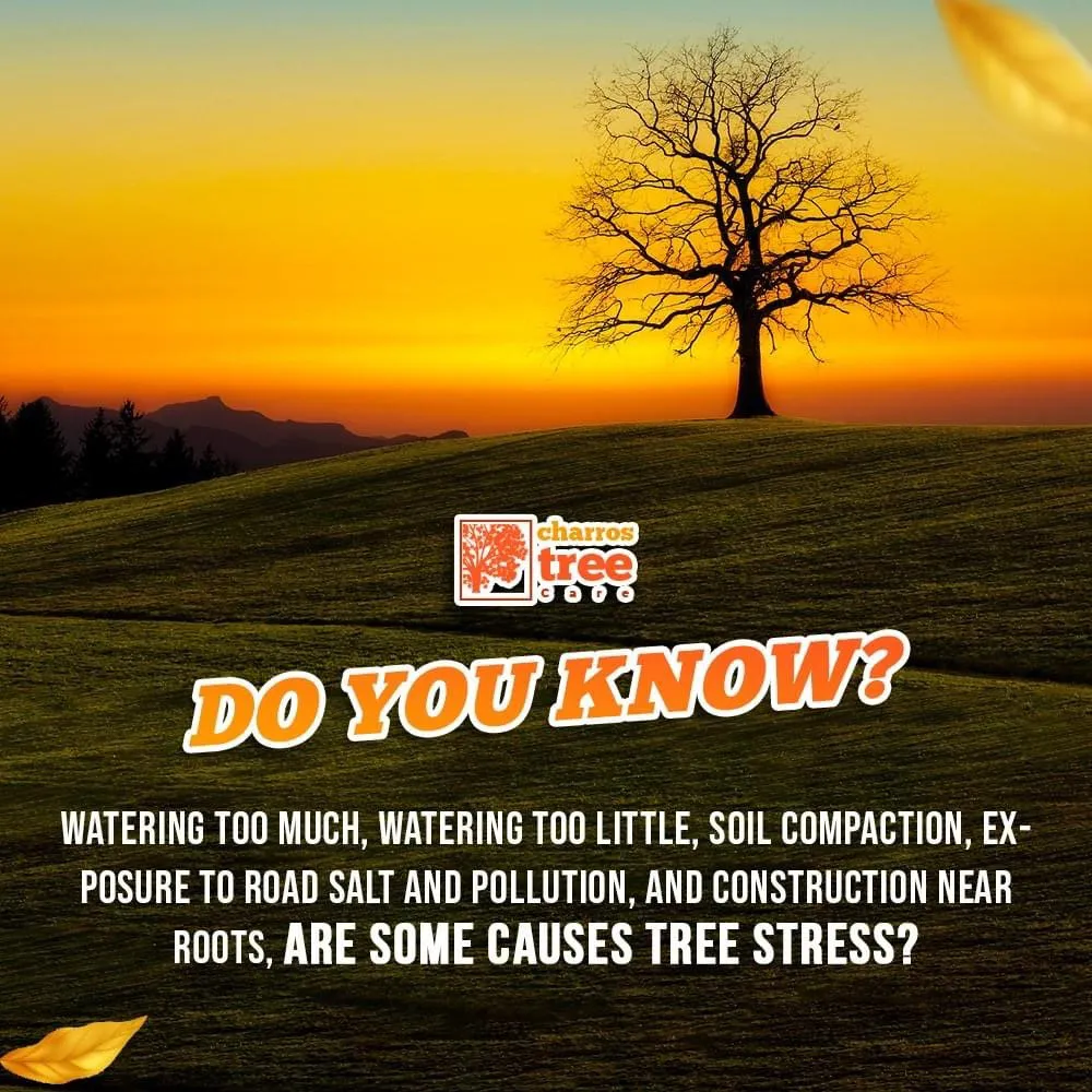 Expert landscape design in Lombard, IL by Charros Tree Service