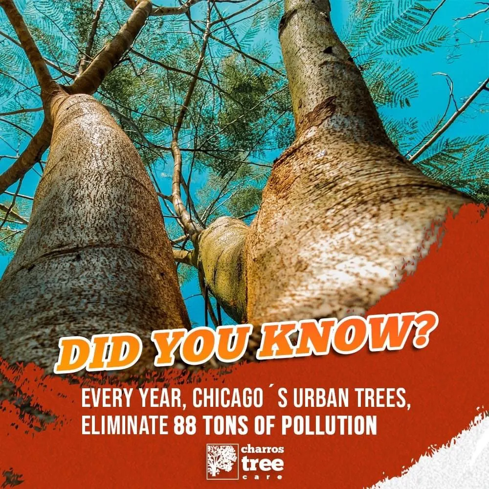 Trusted lawn mowing service experts serving Lombard, IL - Charros Tree Service