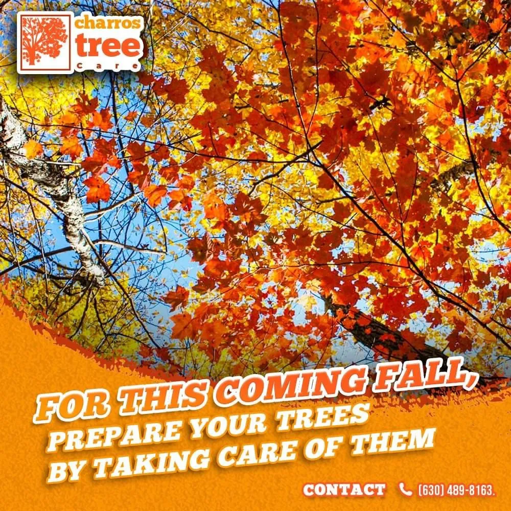 Expert lawn mowing service with custom design across Lombard, IL - Charros Tree Service