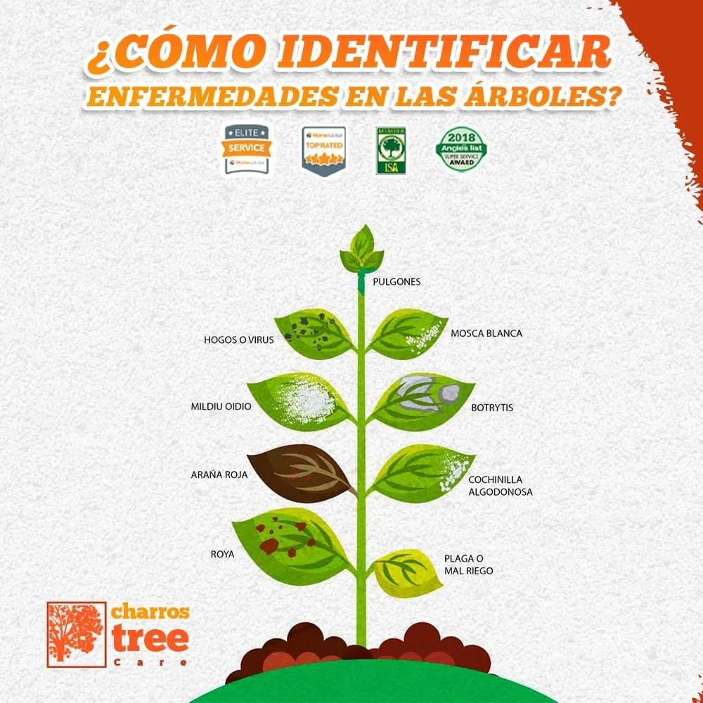 Affordable yard maintenance in Lombard, IL by Charros Tree Service