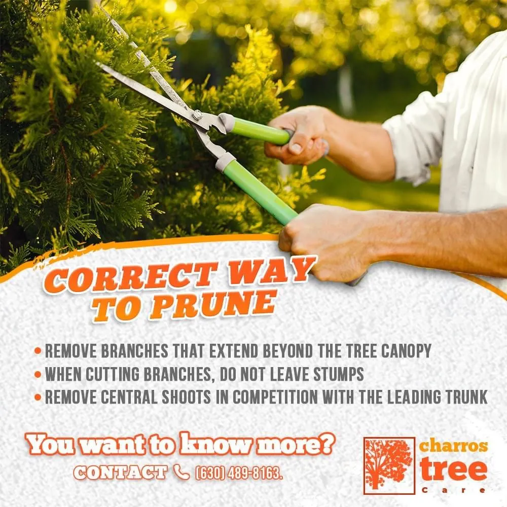 Professional outdoor landscaping experts serving Lombard, IL - Charros Tree Service