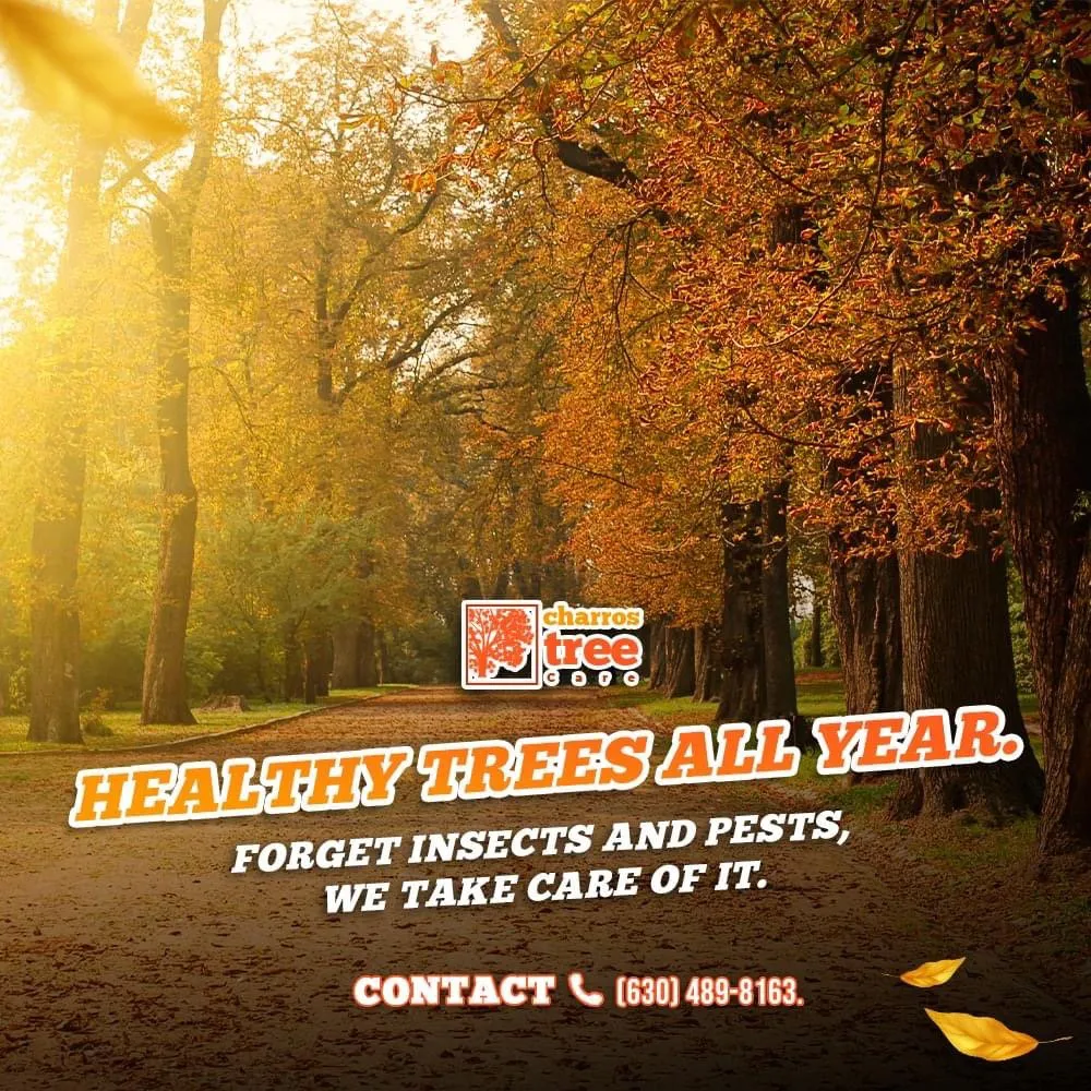 Expert outdoor landscaping in Lombard, IL - Charros Tree Service