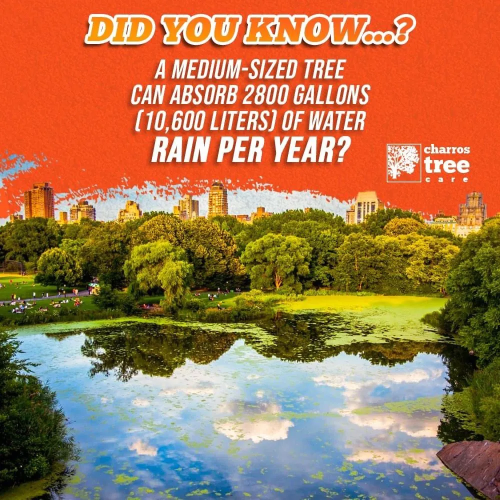 Affordable yard cleanup service near you across Lombard, IL - Charros Tree Service