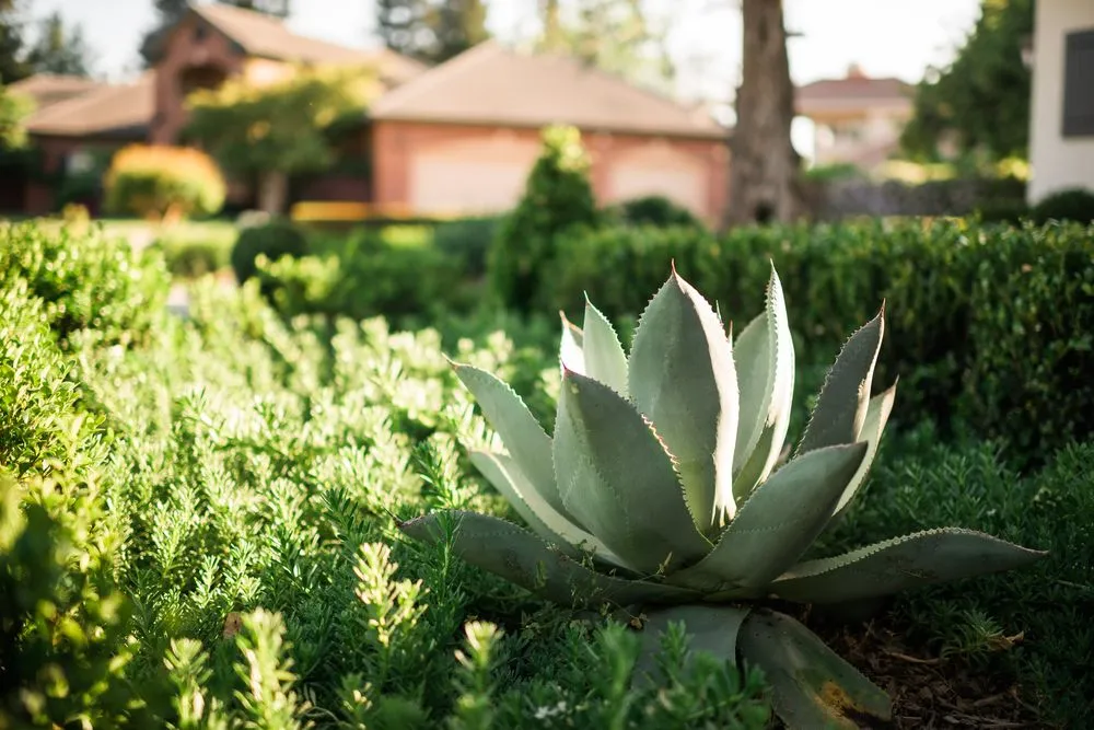 Affordable landscape design for residential properties in VISALIA, CA by Charter Oak Landscape Development