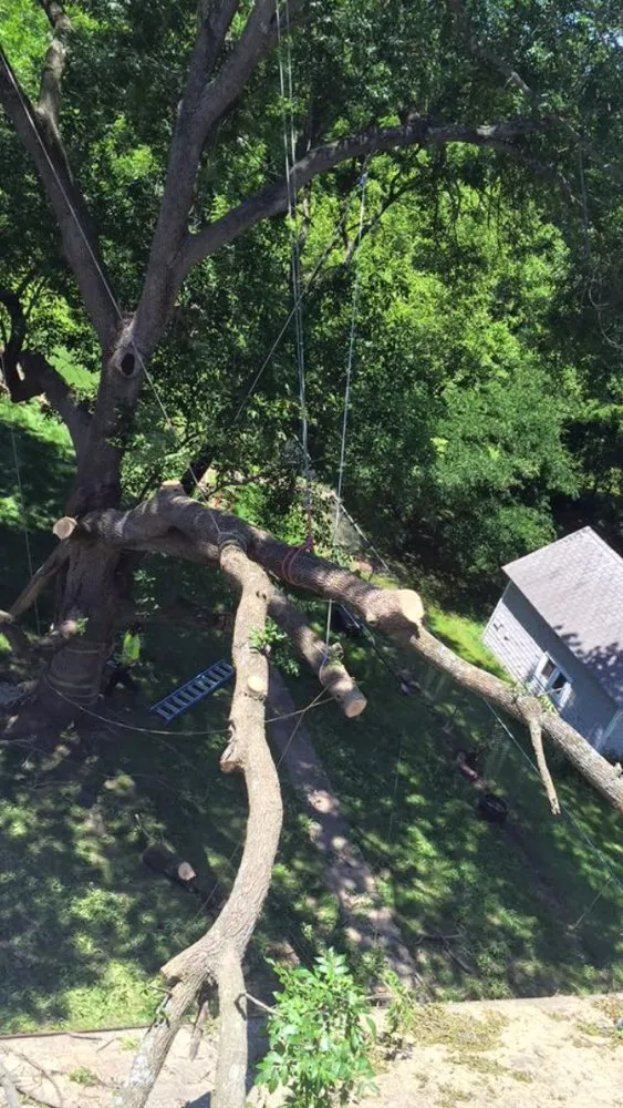 Top-rated landscaping services experts serving Westerville, OH - Charter Oaks Tree & Landscaping