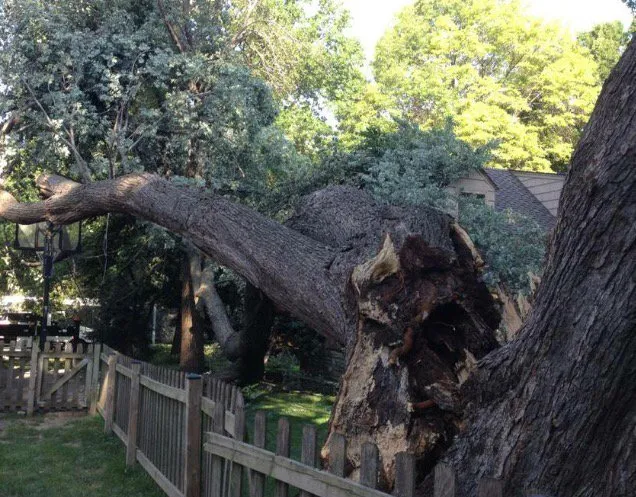 Reliable yard cleanup service in Westerville, OH by Charter Oaks Tree & Landscaping