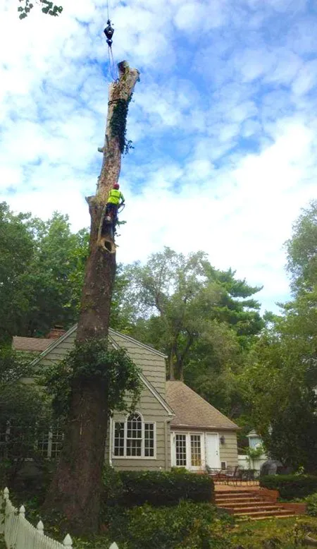 Local outdoor landscaping in Westerville, OH - Charter Oaks Tree & Landscaping