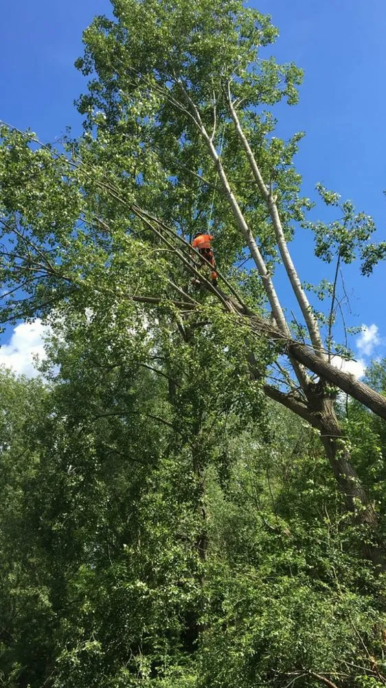 Local lawn mowing service in Westerville, OH - Charter Oaks Tree & Landscaping