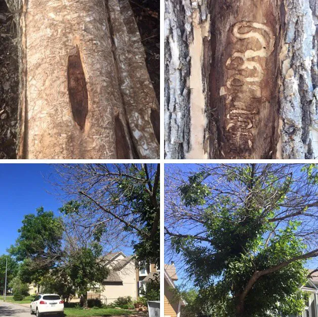 Custom lawn mowing service in Westerville, OH - Charter Oaks Tree & Landscaping