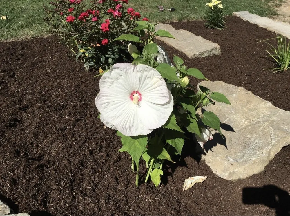 Trusted lawn care service in Wells, ME by Chase Brothers